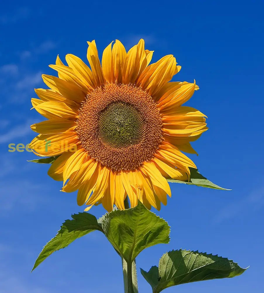 Yellow Helianthus Flower Seeds Planting Sunny