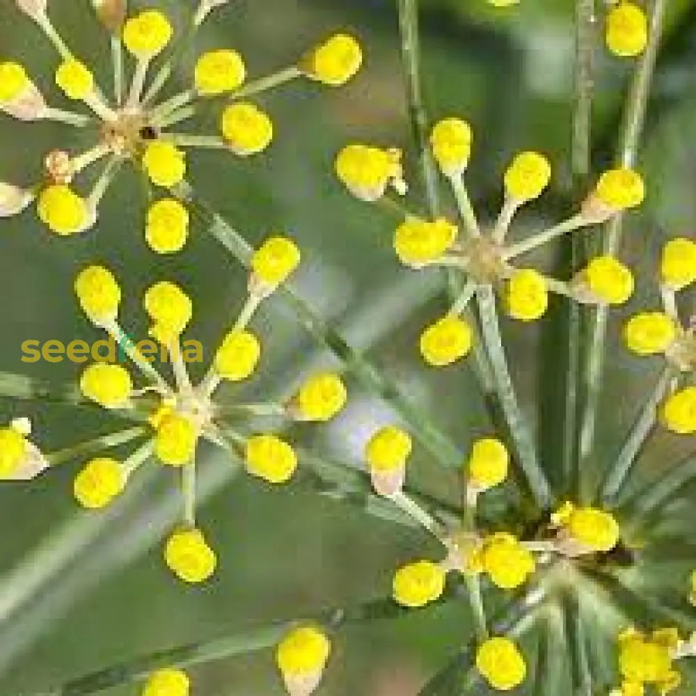 Yellow Heracleum Plant Seeds Planting