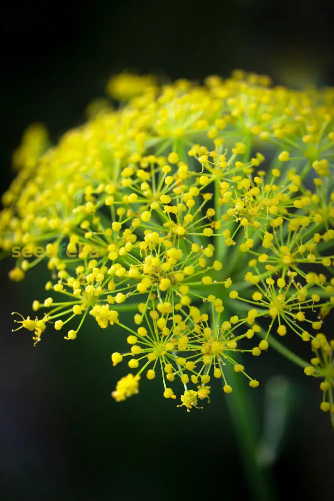 Yellow Heracleum Plant Seeds Planting