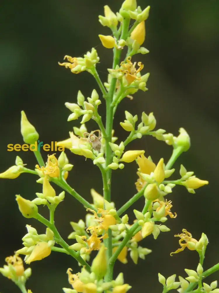 Yellow Hevea Brasiliensis Flower Seeds For Planting