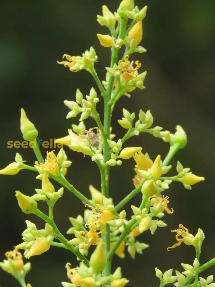 Yellow Hevea Brasiliensis Flower Seeds For Planting