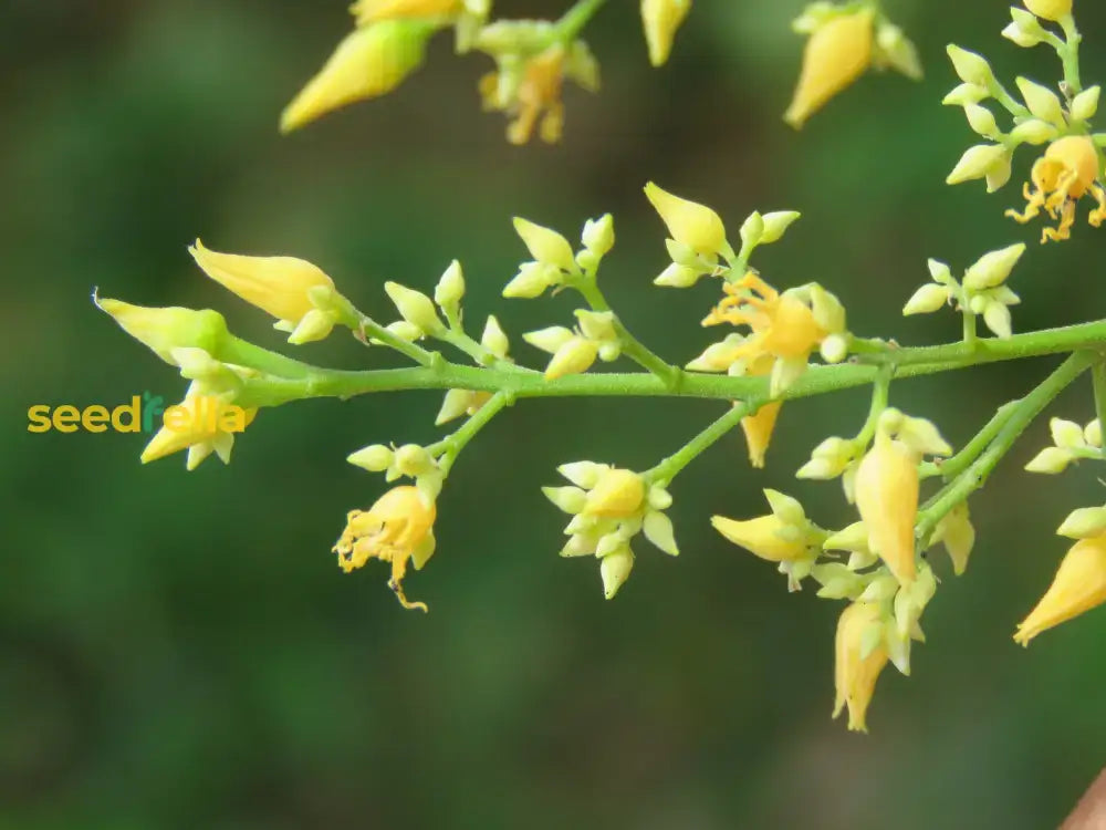 Yellow Hevea Brasiliensis Flower Seeds For Planting