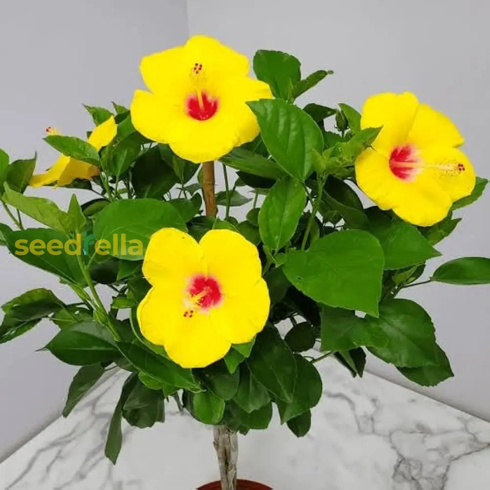 Yellow Hibiscus Seeds For Vibrant Gardens And Beautiful Blooms