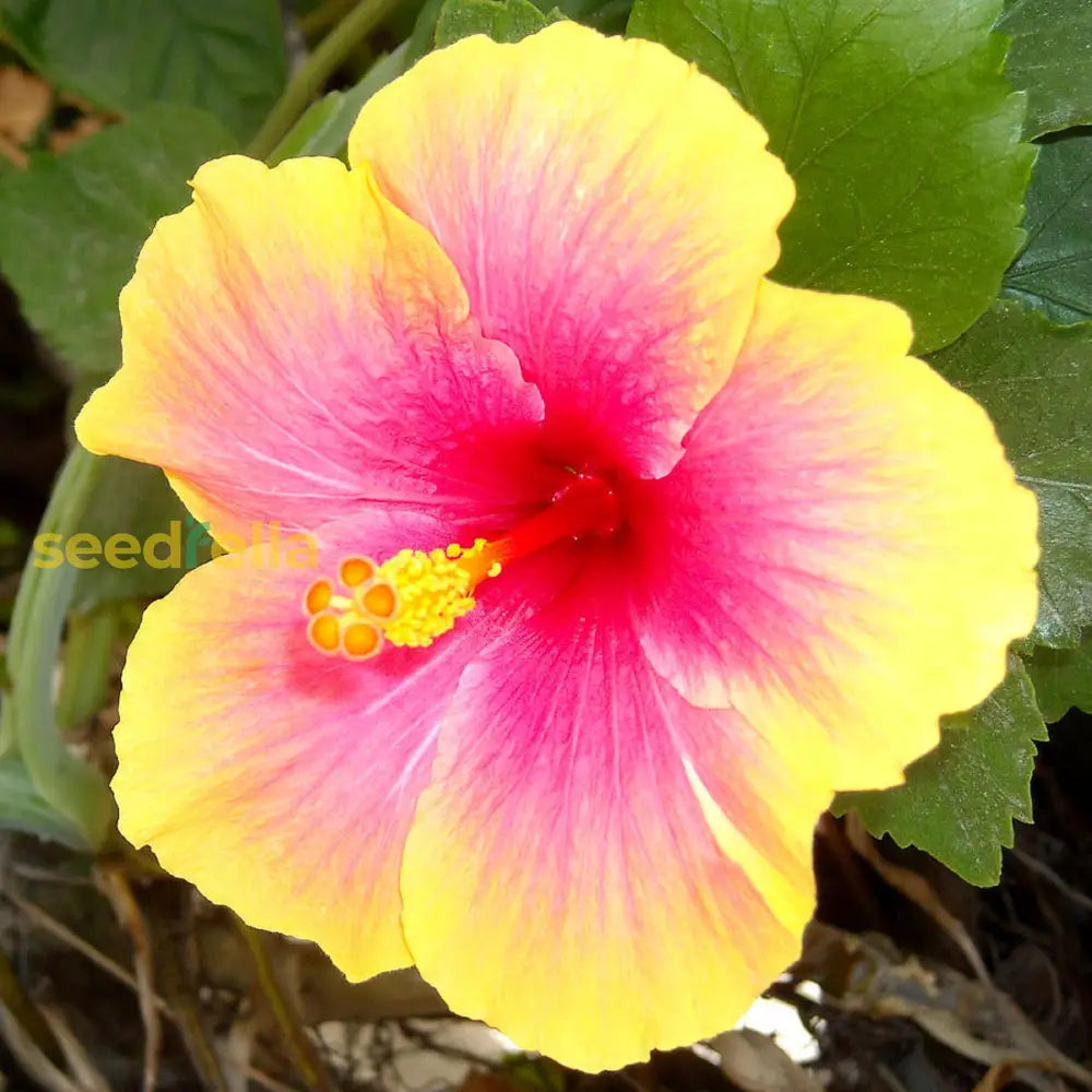 Yellow Hibiscus Seeds For Vibrant Gardens And Beautiful Blooms