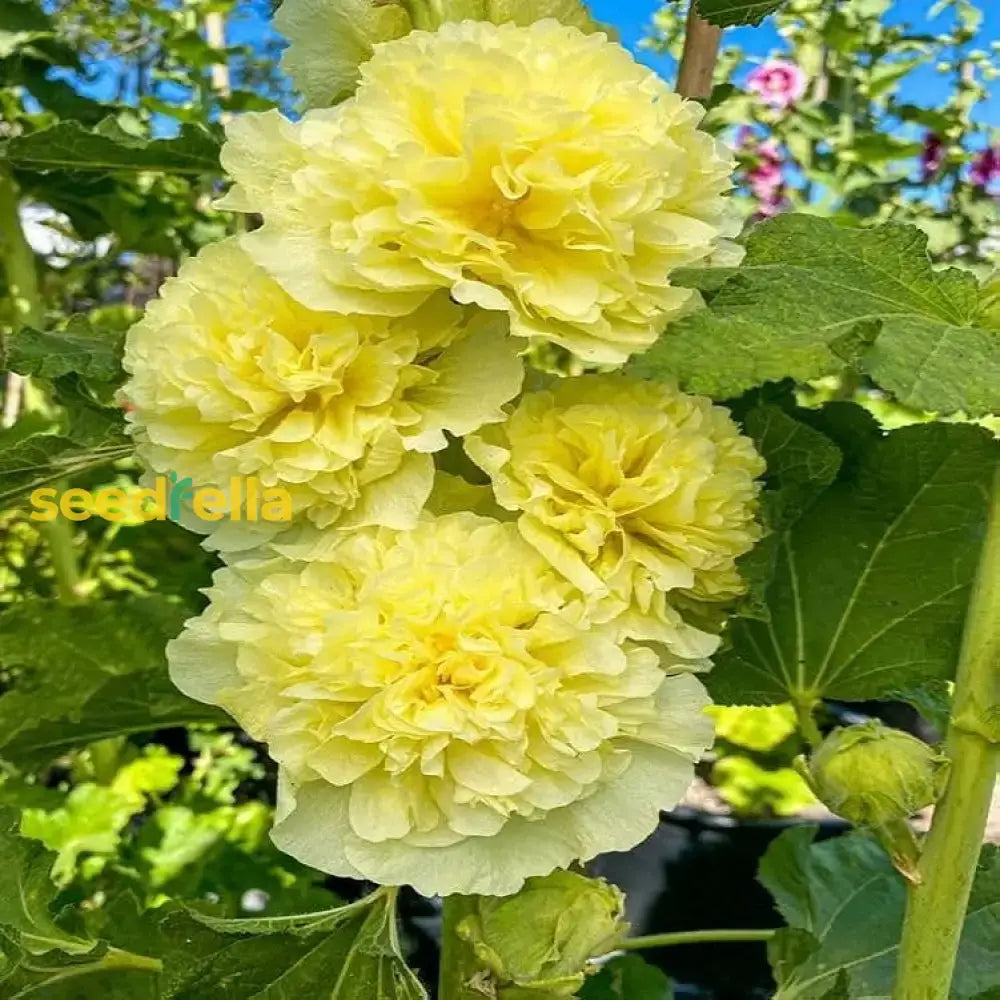 Yellow Hollyhock Flower Seeds For Planting  Beautiful And Vibrant Blooms