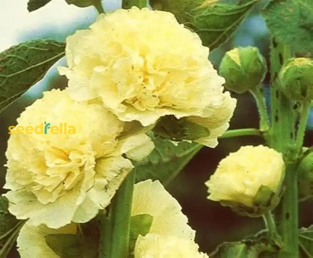 Yellow Hollyhock Flower Seeds For Planting  Beautiful And Vibrant Blooms