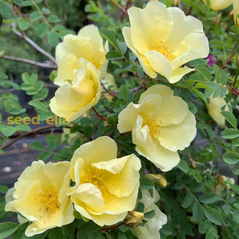 Yellow Hugo Rose Flower Seeds Planting