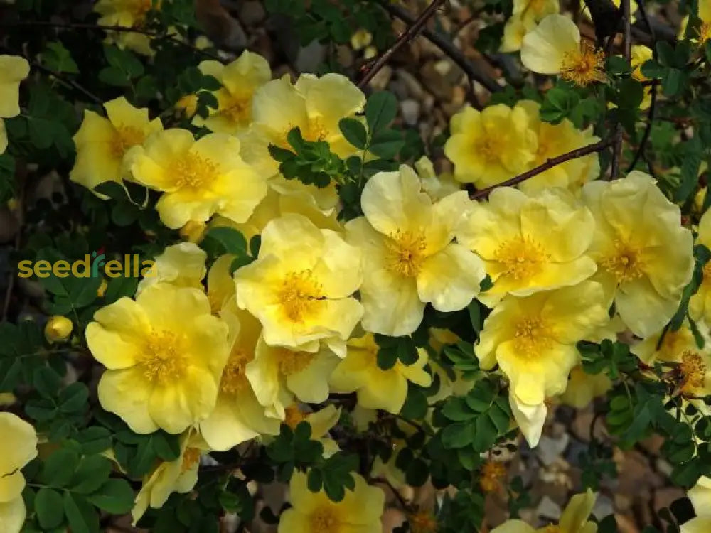 Yellow Hugo Rose Flower Seeds Planting