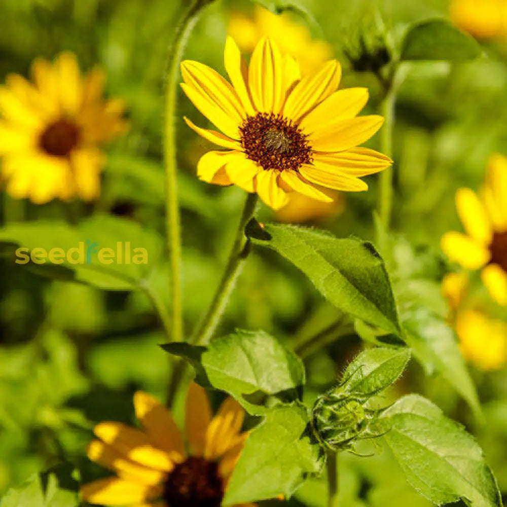 Yellow Hybrid Sunflower Seeds - Perfect For Planting Flower