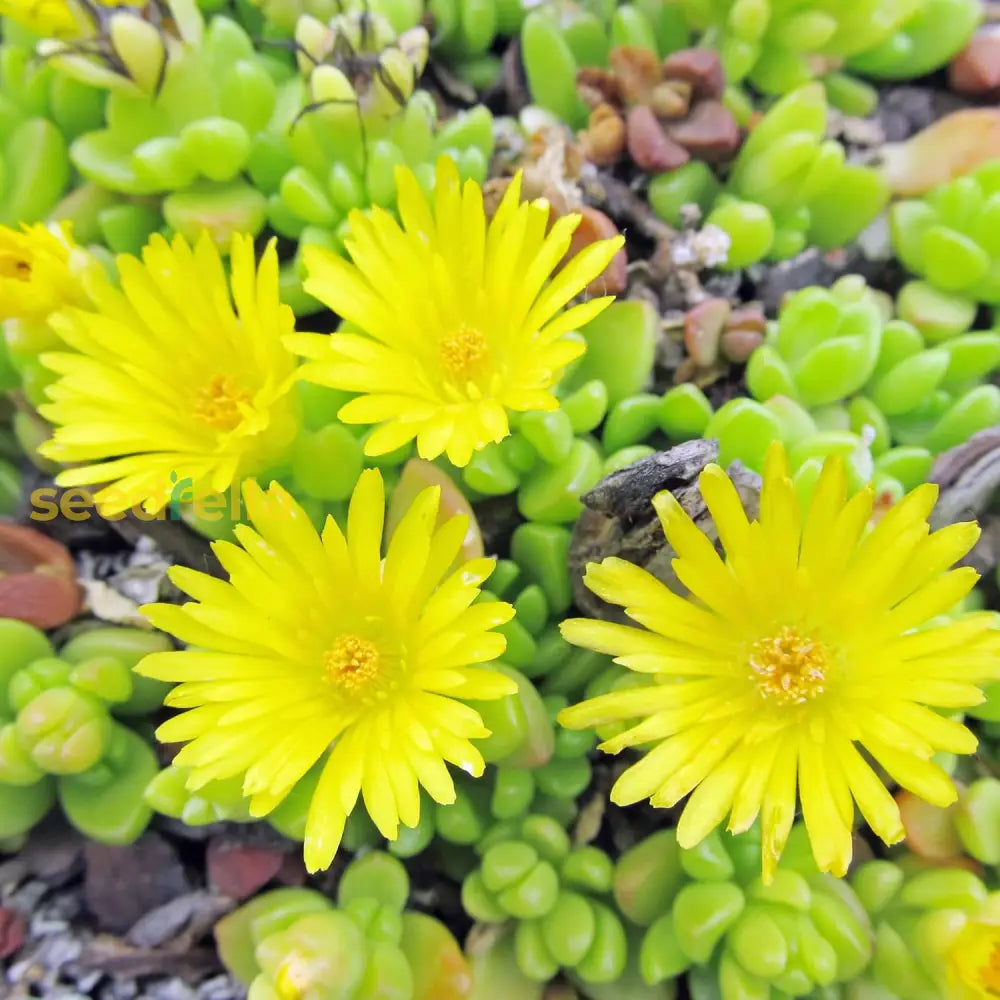 Yellow Ice Plant Seeds Evergreen Ornamental Edible Attract Butterflies Drought Tolerant Ground