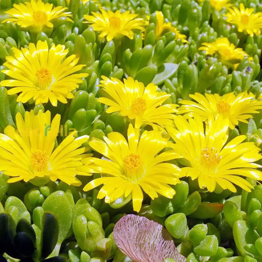 Yellow Ice Plant Seeds Evergreen Ornamental Edible Attract Butterflies Drought Tolerant Ground