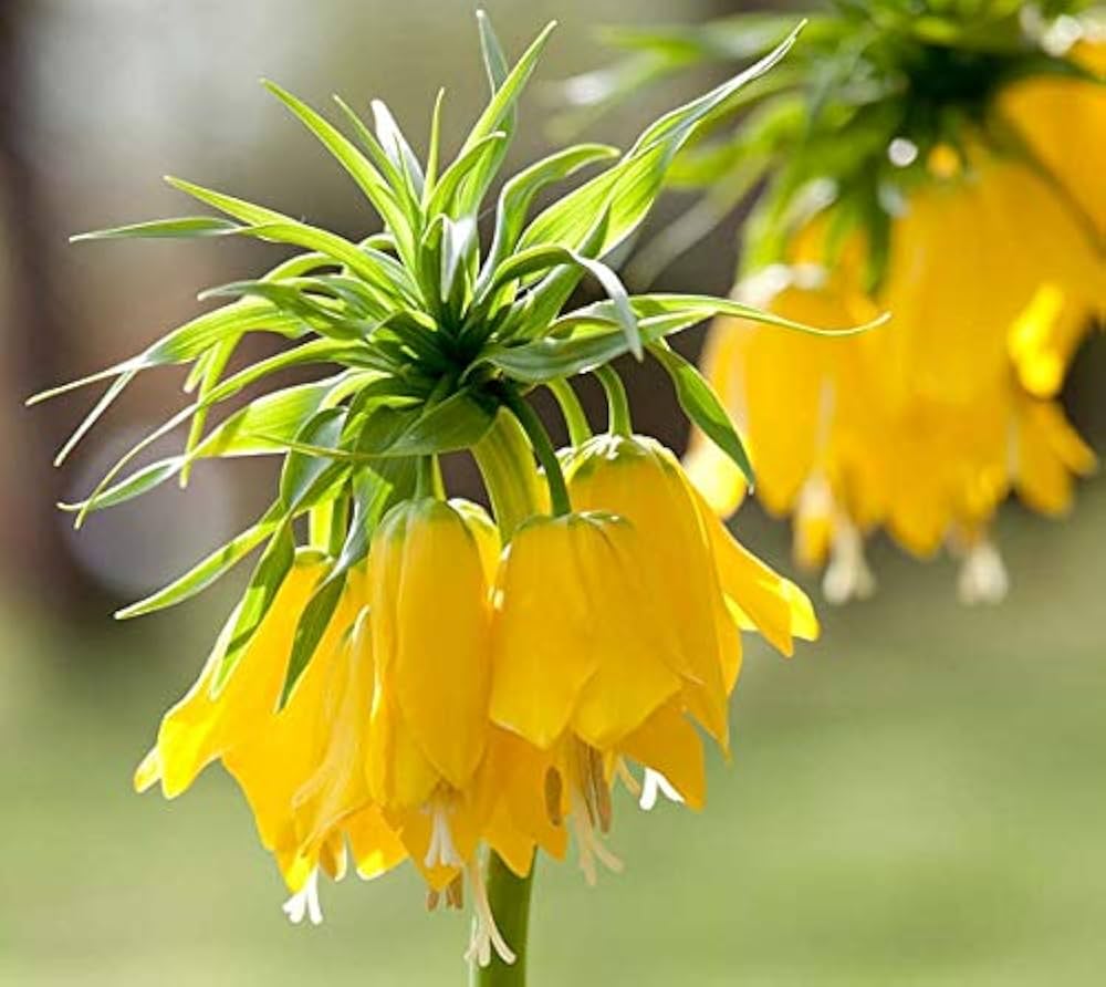 Yellow Imperial Crown Flower Seeds for planting