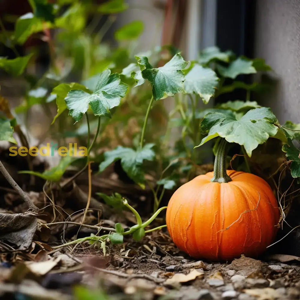 Yellow Jamaican Pumpkin Planting Seeds