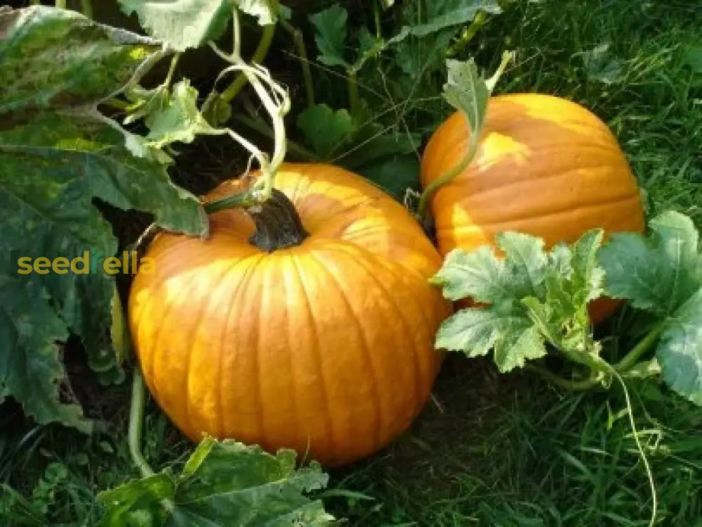 Yellow Jamaican Pumpkin Planting Seeds