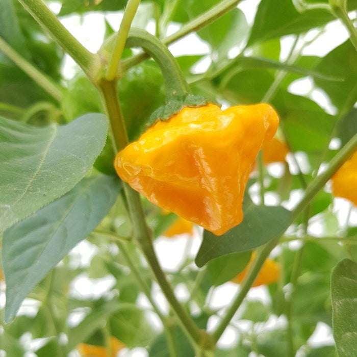 Mature Yellow Jamaicano plant with green foliage