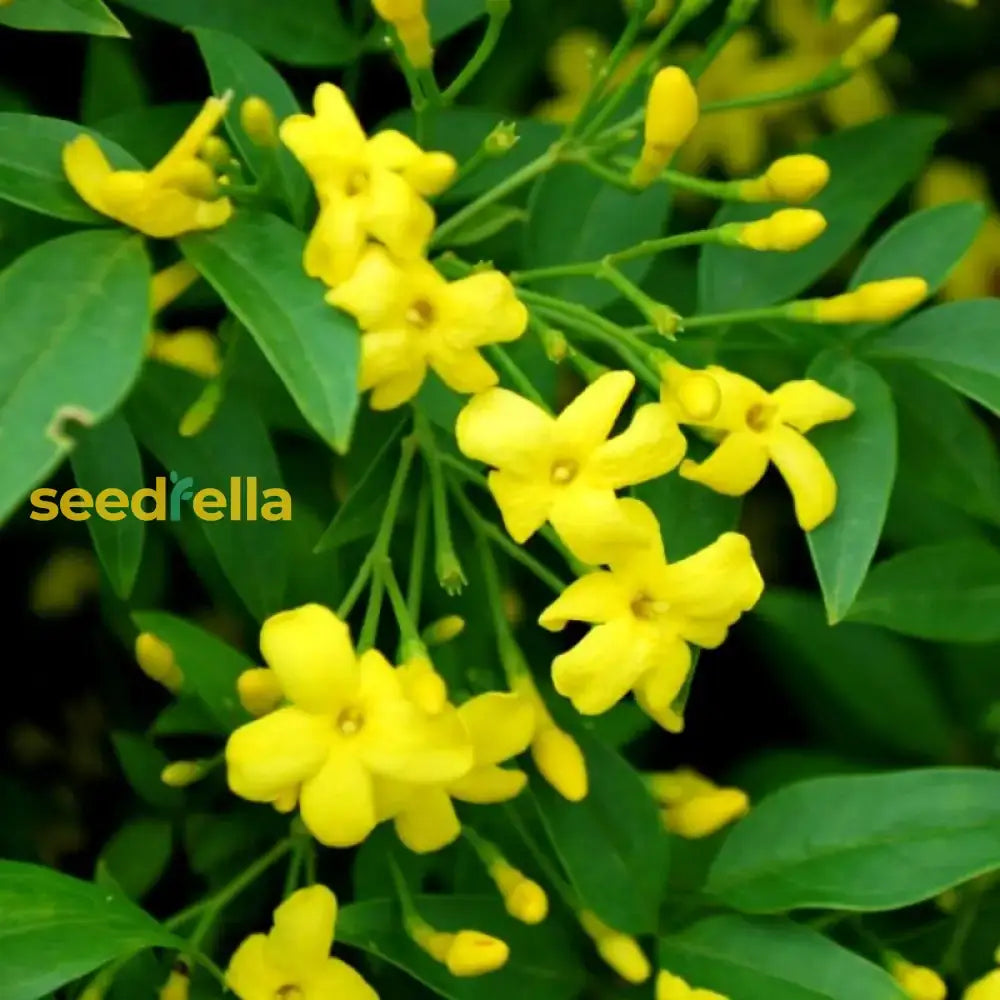 Yellow Jasminum Sambac Seeds For Planting  Fragrant Garden Flowers Flower