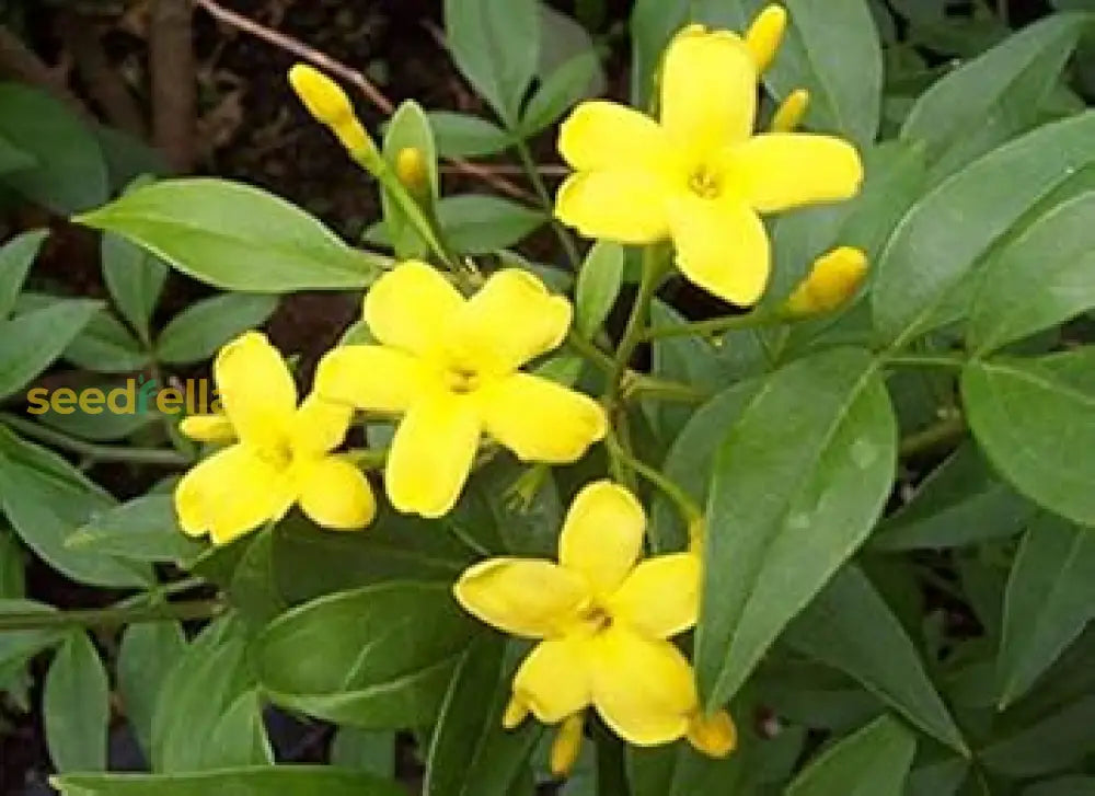 Yellow Jasminum Sambac Seeds For Planting  Fragrant Garden Flowers Flower