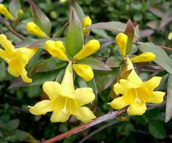 Yellow Jasminum Sambac seeds for planting