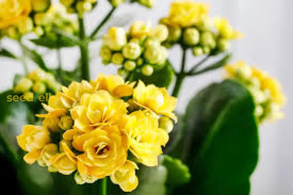 Yellow Kalanchoe Flower Seeds For Bright Planting