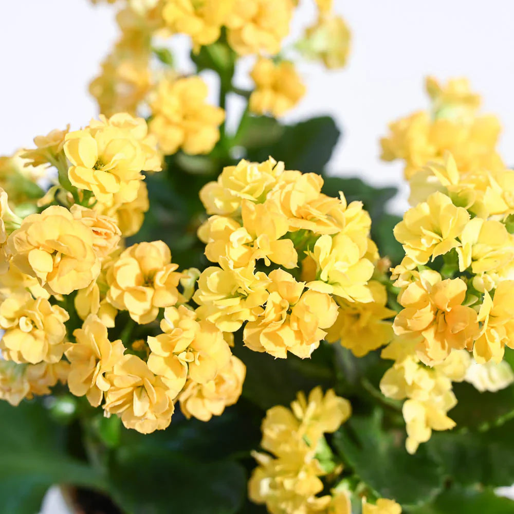Yellow Kalanchoe Flower Seeds for Planting – Bright Garden Blooms