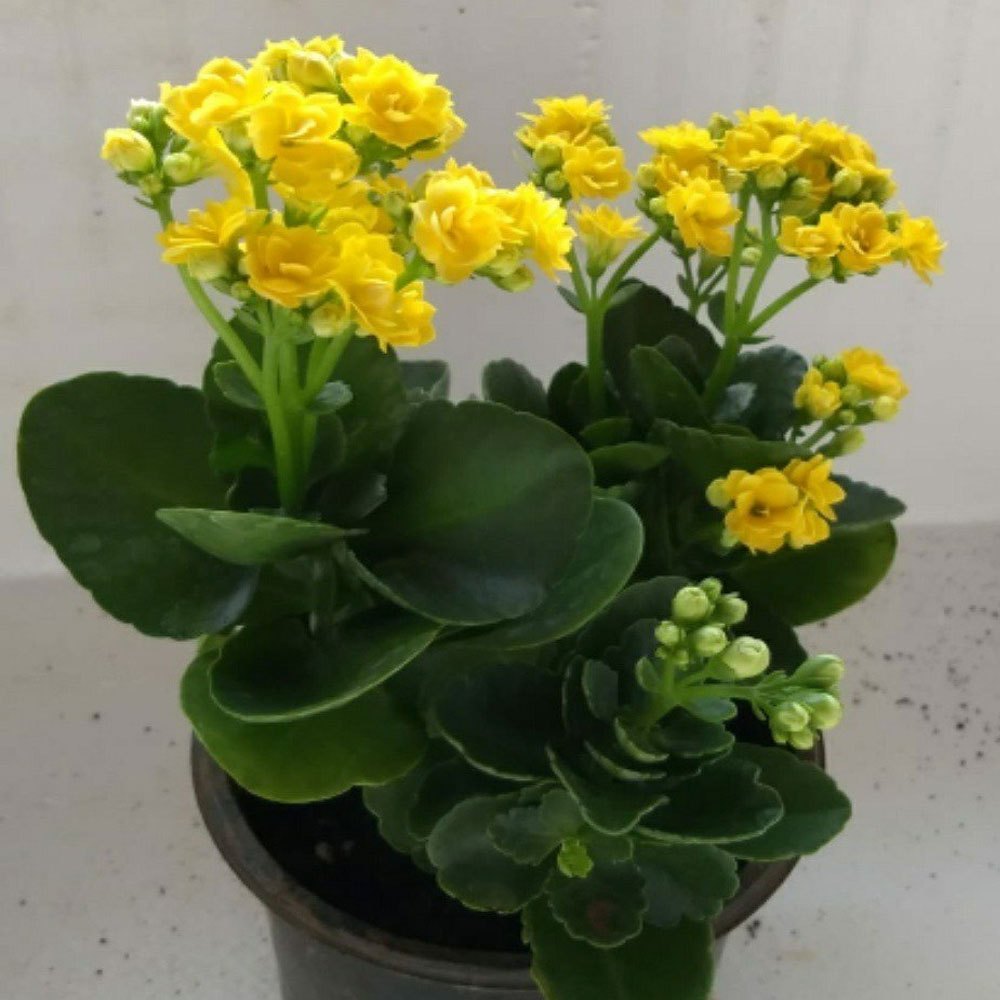 Yellow Kalanchoe Garden Seeds – Easy to Grow Flowering Variety