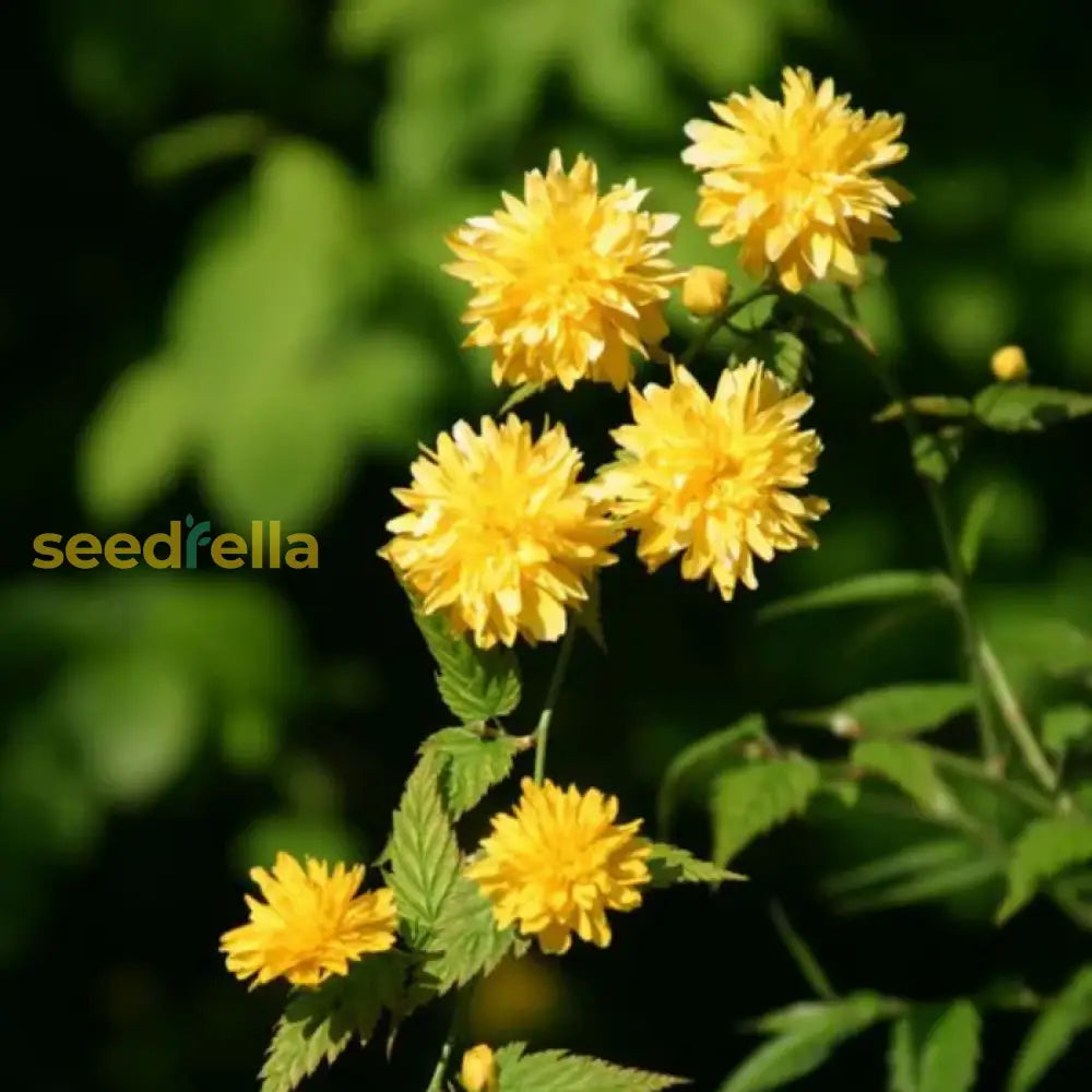 Yellow Kerria Japonica seeds for vibrant garden blooms
