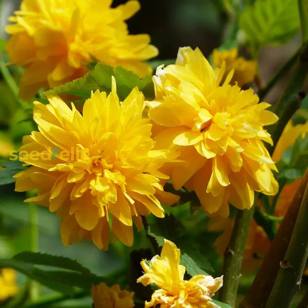 Yellow Kerria Japonica seeds for borders and garden beds
