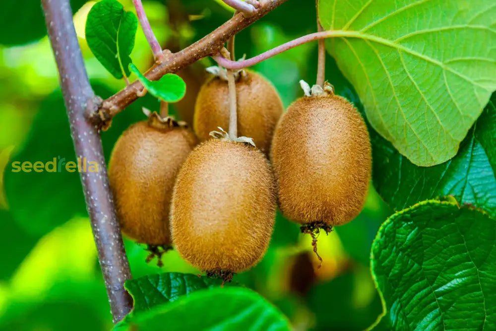 Yellow Kiwi Fruit Seeds Planting Guide