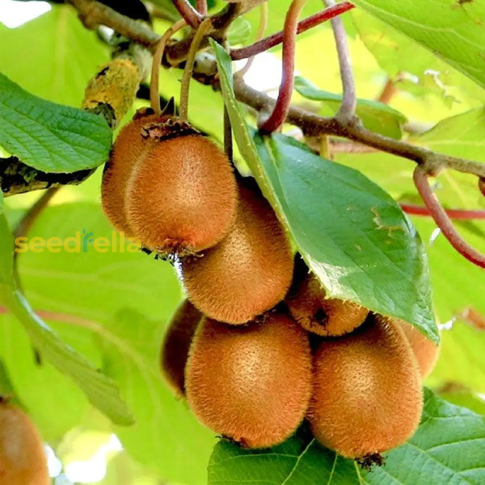 Yellow Kiwi Fruit Seeds Planting Guide