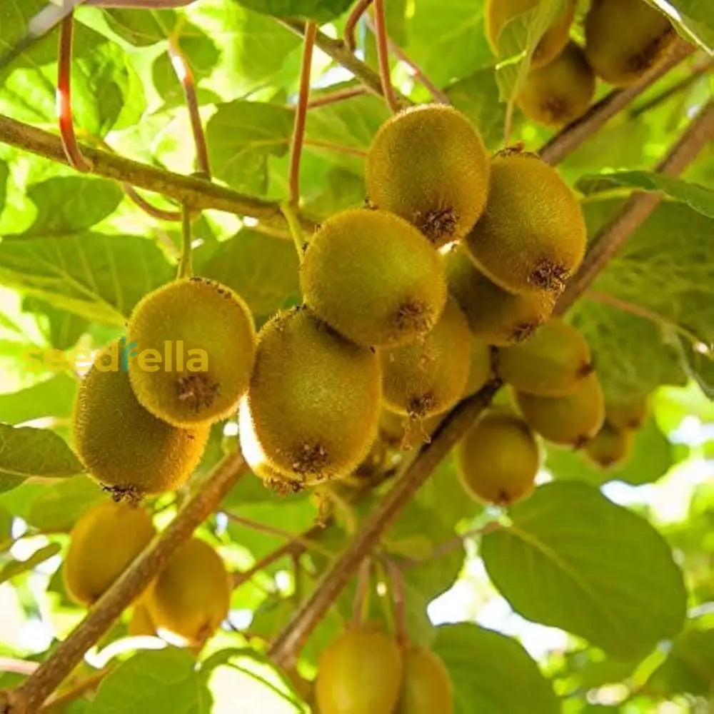 Step-by-Step Planting Instructions for Yellow Kiwi Fruit Seeds