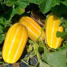 Yellow Korean melon seeds for planting in home gardens
