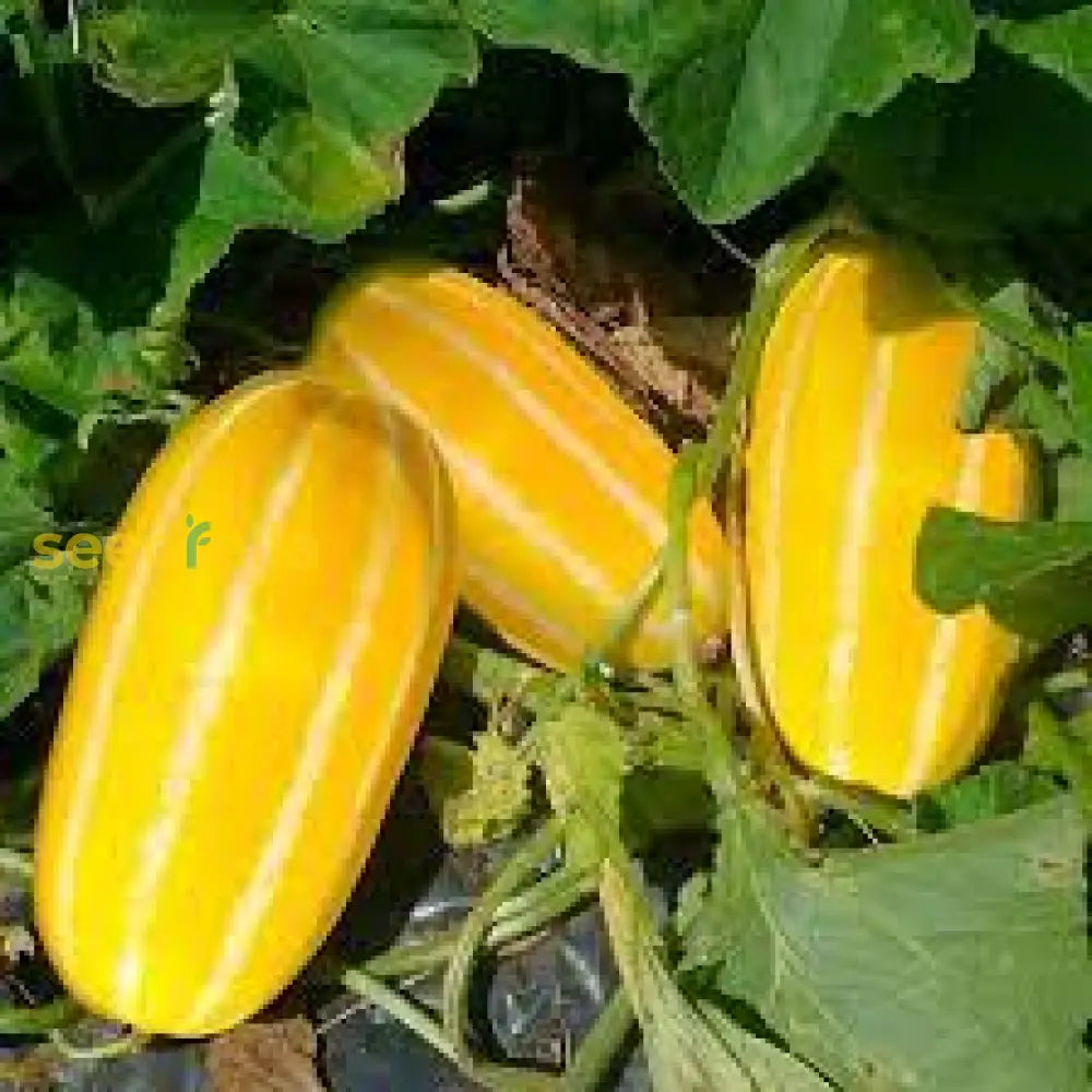 Yellow Korean Melon Seeds Planting Pack