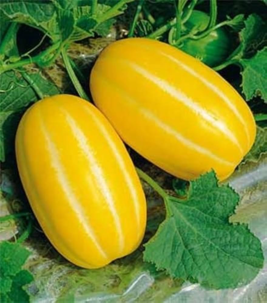 Yellow Korean melon seeds for garden growing