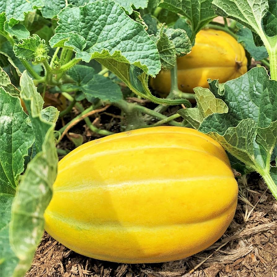 Yellow Korean melons ripening on healthy vines