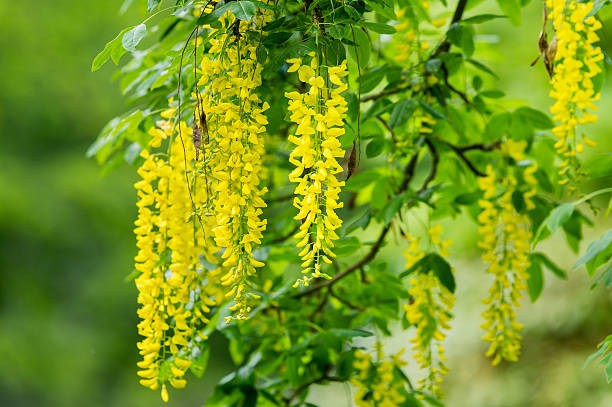 Yellow Laburnum Anagyroides Tree Seeds for Gardening