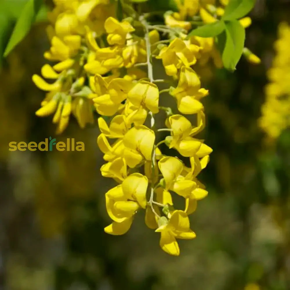 Yellow Laburnum Anagyroides Tree Seeds Planting