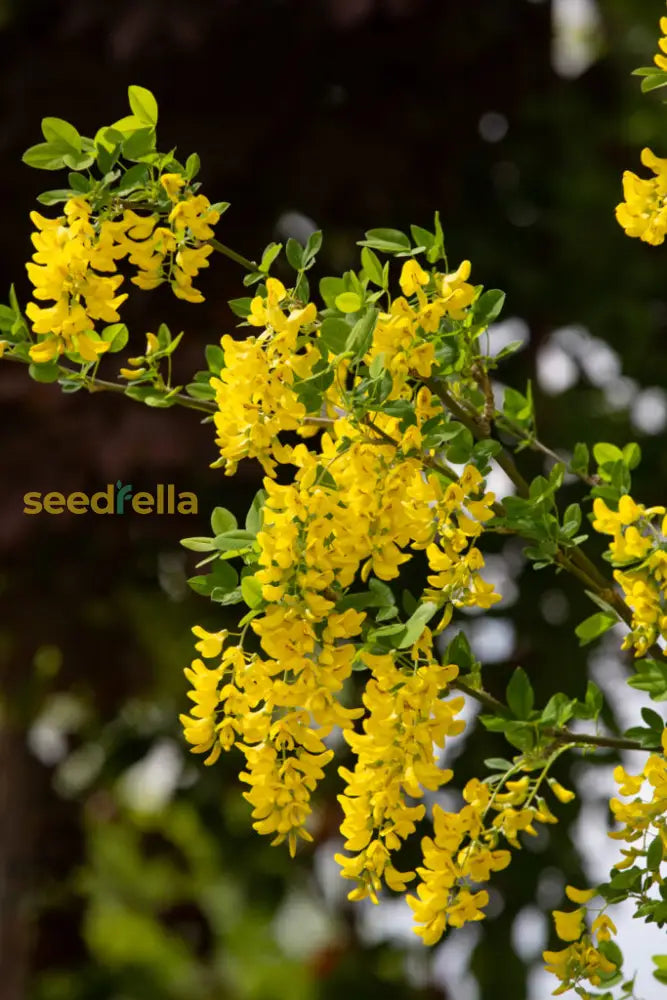 Yellow Laburnum Anagyroides Tree Seeds Planting