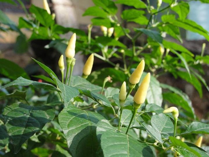 Yellow Labuyo pepper plants growing in a garden