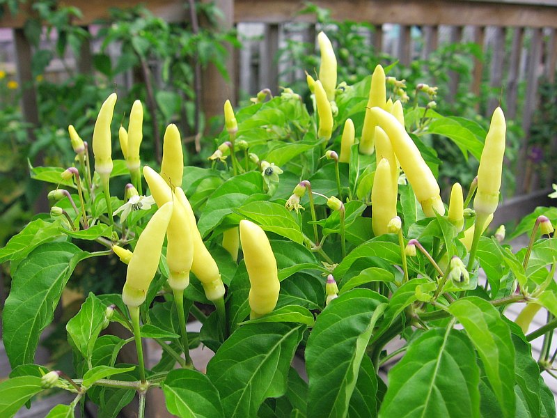 Yellow Labuyo pepper seeds for planting