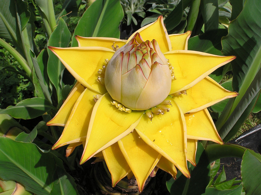 Yellow Lasiocarpa Fruit Seeds for Planting and Gardening