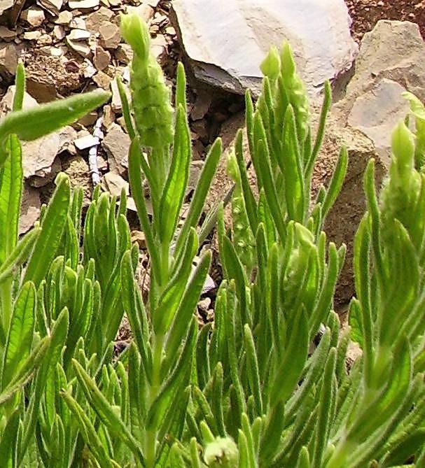 Yellow Lavender growing in a herb garden