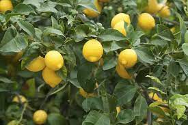 Yellow lemon fruit seeds for planting citrus trees