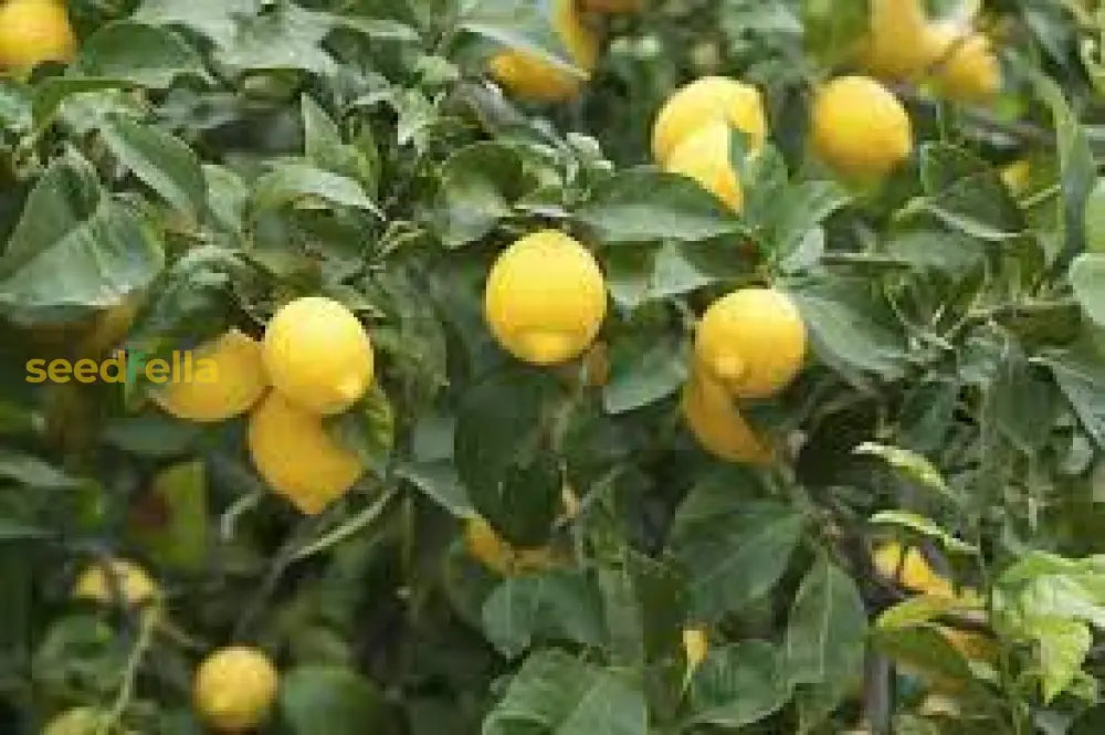 Yellow Lemon Fruit Seeds Planting Citrus