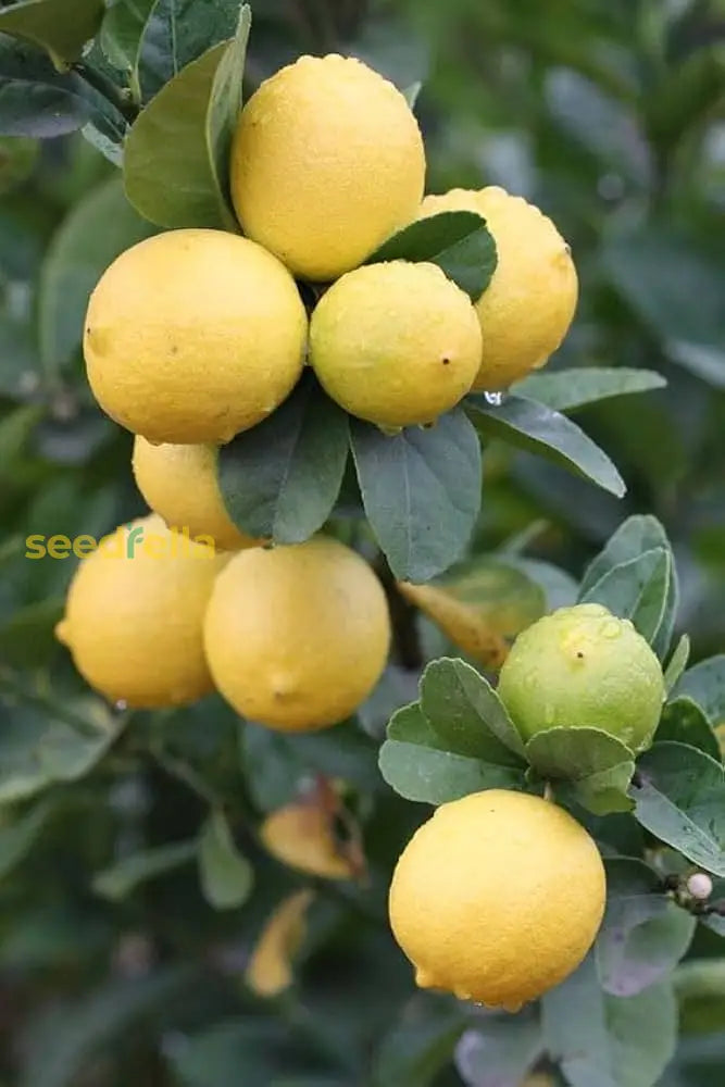 Yellow Lemon Fruit Seeds Planting Citrus