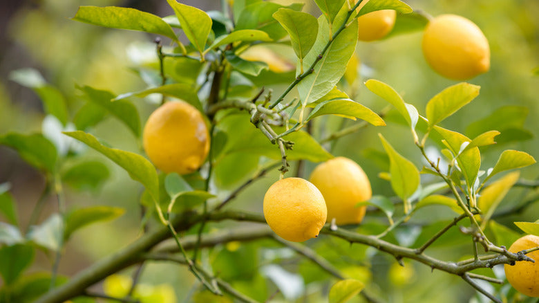 Freshly harvested Yellow Lemons from garden