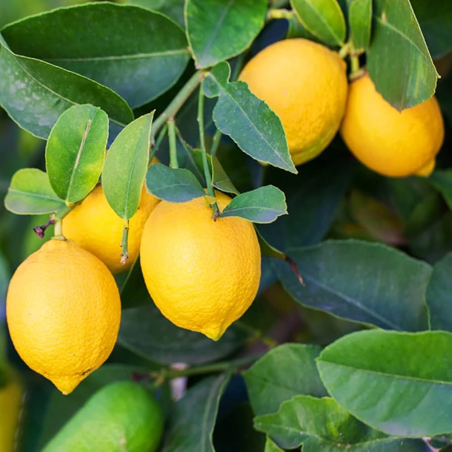 Mature Yellow Lemon plant with green foliage
