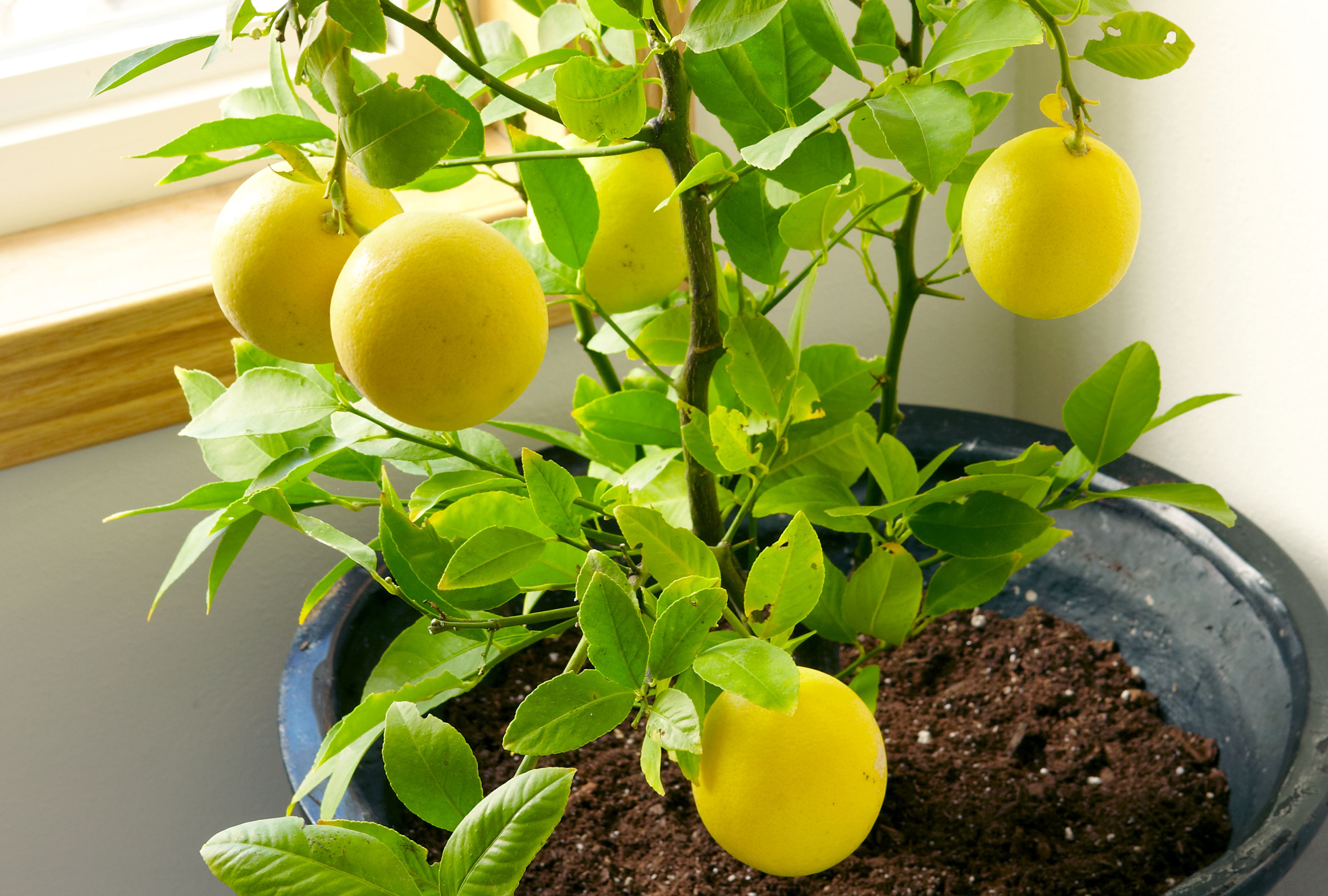 Yellow Lemon seeds collection for home vegetable garden planting