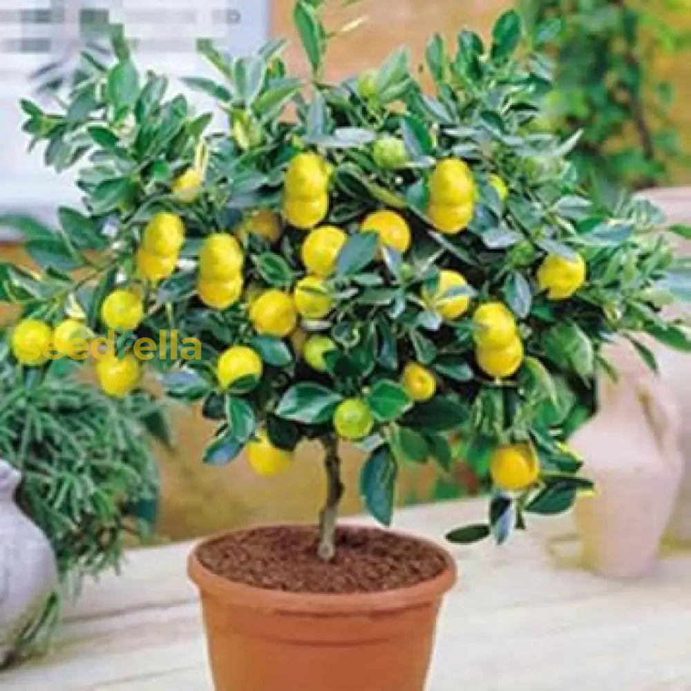 Yellow Lemon Vegetable Seeds Planting Collection