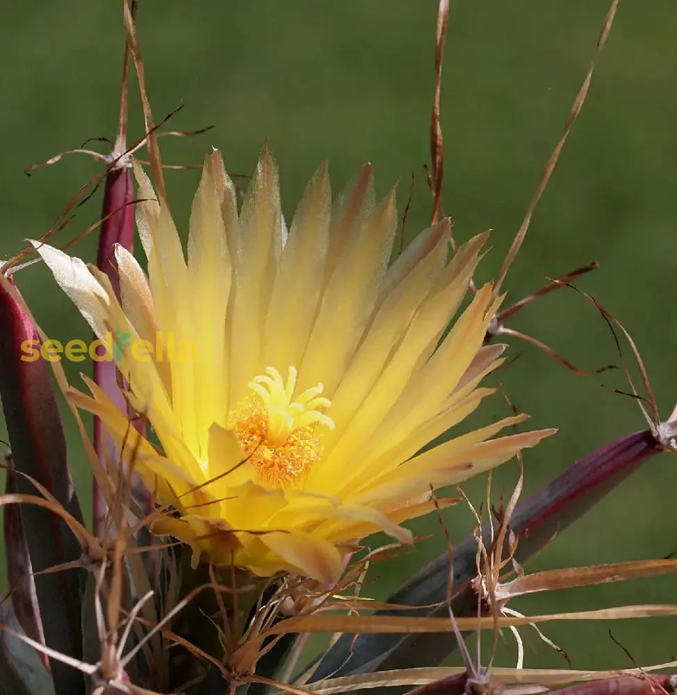 Yellow Leuchtenbergia Plant Planting Seeds