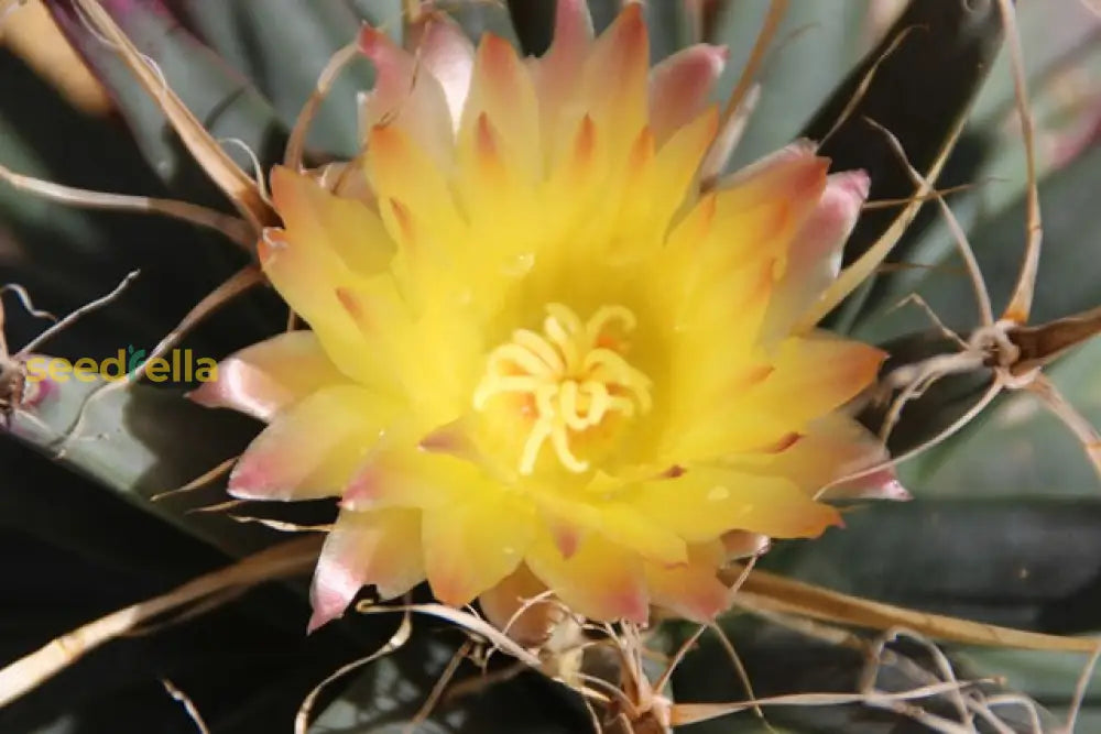 Yellow Leuchtenbergia Plant Planting Seeds